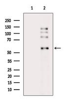 CEACAM1 Antibody in Western Blot (WB)