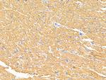 CLPB Antibody in Immunohistochemistry (Paraffin) (IHC (P))