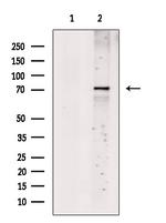 CLPB Antibody in Western Blot (WB)