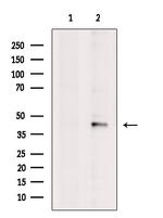 CXCL16 Antibody in Western Blot (WB)