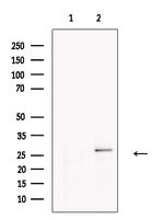 DERL2 Antibody in Western Blot (WB)