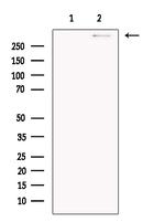 DNAH1 Antibody in Western Blot (WB)