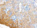 DNase II Antibody in Immunohistochemistry (Paraffin) (IHC (P))