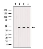 eIF4A3 Antibody in Western Blot (WB)