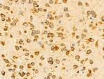 EphA7 Antibody in Immunohistochemistry (Paraffin) (IHC (P))