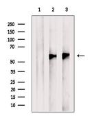 ESRRG Antibody in Western Blot (WB)