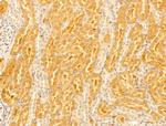 FTCD Antibody in Immunohistochemistry (Paraffin) (IHC (P))