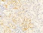 FUCA1 Antibody in Immunohistochemistry (Paraffin) (IHC (P))
