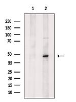 GFI1 Antibody in Western Blot (WB)
