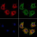 TXNL2 Antibody in Immunocytochemistry (ICC/IF)