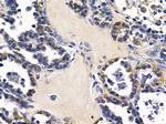 TXNL2 Antibody in Immunohistochemistry (Paraffin) (IHC (P))