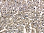 TXNL2 Antibody in Immunohistochemistry (Paraffin) (IHC (P))