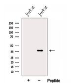 TXNL2 Antibody in Western Blot (WB)