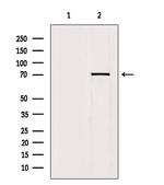 HKR1 Antibody in Western Blot (WB)