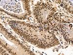 Importin 7 Antibody in Immunohistochemistry (Paraffin) (IHC (P))