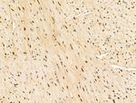 Importin 7 Antibody in Immunohistochemistry (Paraffin) (IHC (P))