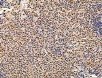 Importin 7 Antibody in Immunohistochemistry (Paraffin) (IHC (P))