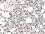 L3MBTL1 Antibody in Immunohistochemistry (Paraffin) (IHC (P))