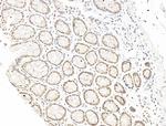 L3MBTL1 Antibody in Immunohistochemistry (Paraffin) (IHC (P))