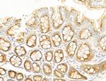 LIF Antibody in Immunohistochemistry (Paraffin) (IHC (P))