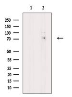 KARS Antibody in Western Blot (WB)