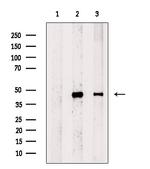 Histone Macro-H2A.1 Antibody in Western Blot (WB)