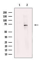MBD4 Antibody in Western Blot (WB)