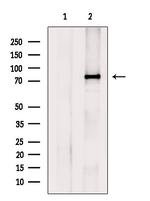 MUM1 Antibody in Western Blot (WB)