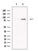 MUM1 Antibody in Western Blot (WB)