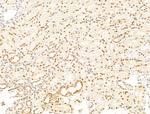 Nesprin 1 Antibody in Immunohistochemistry (Paraffin) (IHC (P))