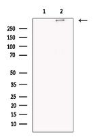 Nesprin 1 Antibody in Western Blot (WB)