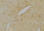 NeuN Antibody in Immunohistochemistry (Paraffin) (IHC (P))