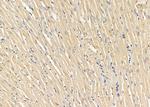 NNAT Antibody in Immunohistochemistry (Paraffin) (IHC (P))