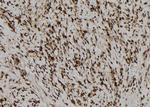 NLRP3 Antibody in Immunohistochemistry (Paraffin) (IHC (P))