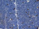 SP7 Antibody in Immunohistochemistry (Paraffin) (IHC (P))