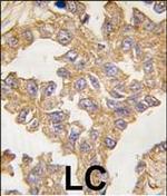 Actin Antibody in Immunohistochemistry (Paraffin) (IHC (P))