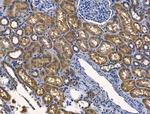 PDE11A Antibody in Immunohistochemistry (Paraffin) (IHC (P))