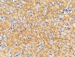 PDE11A Antibody in Immunohistochemistry (Paraffin) (IHC (P))