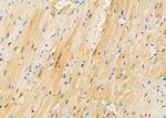 PIWIL4 Antibody in Immunohistochemistry (Paraffin) (IHC (P))