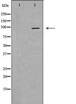 PIWIL4 Antibody in Western Blot (WB)