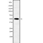 POU3F3 Antibody in Western Blot (WB)