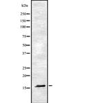 RAMP1 Antibody in Western Blot (WB)