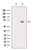 RGS14 Antibody in Western Blot (WB)