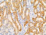 CD169 Antibody in Immunohistochemistry (Paraffin) (IHC (P))