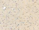 CD169 Antibody in Immunohistochemistry (Paraffin) (IHC (P))