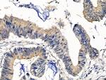 Ferroportin Antibody in Immunohistochemistry (Paraffin) (IHC (P))