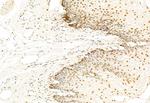 SNAIL Antibody in Immunohistochemistry (Paraffin) (IHC (P))