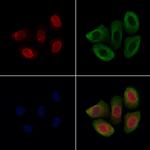 SON Antibody in Immunocytochemistry (ICC/IF)