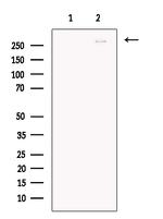 SON Antibody in Western Blot (WB)