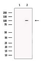 SULF1 Antibody in Western Blot (WB)